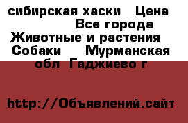 l: сибирская хаски › Цена ­ 10 000 - Все города Животные и растения » Собаки   . Мурманская обл.,Гаджиево г.